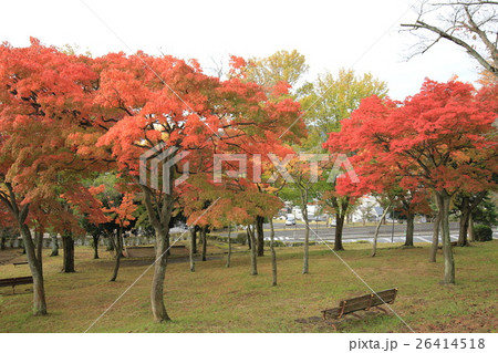 神峰公園の秋 神峰公園の秋 26414518