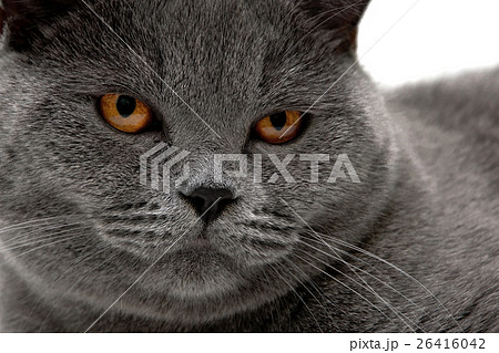 Portrait of a gray cat with yellow eyes. 26416042