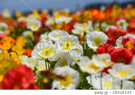 生駒高原のアイスランドポピー （宮崎県小林市） 26416143