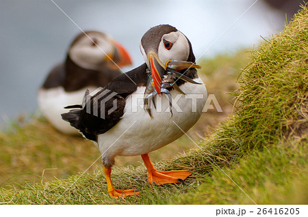 Atlantic Puffin returning from fishing trip 26416205