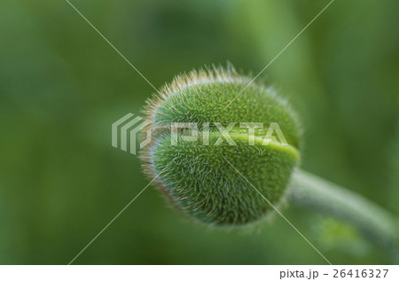 spiny green bud spiny green bud 26416327