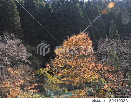 朝紅葉 26416328