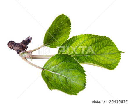 Apple leaves isolated on a white background. Apple leaves isolated on a white background. 26416652