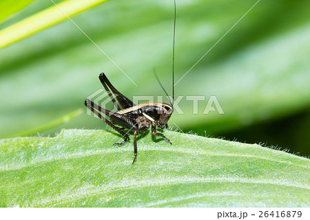 ヒメギスの幼虫 ヒメギスの幼虫 26416879