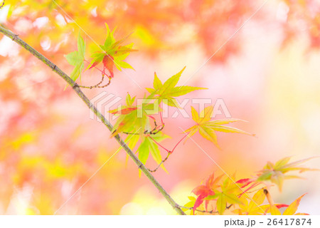 紅葉イメージ 26417874