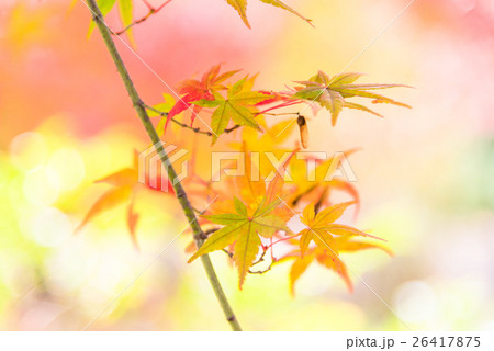 紅葉イメージ 紅葉イメージ 26417875