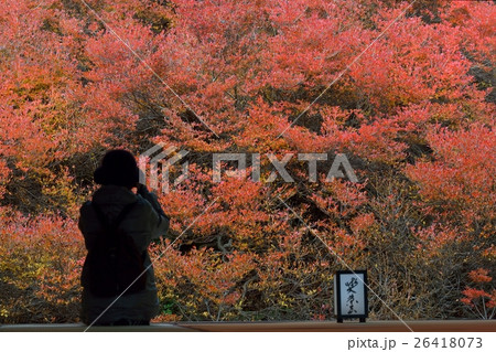 但馬安国寺 紅葉に見入る観光客の写真素材