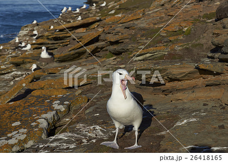 Black-browed Albatross calling 26418165