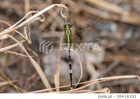 Green Marsh Hawk dragonfly, Orthetrum sabina 26418191