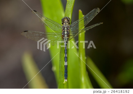 Green Marsh Hawk dragonfly, Orthetrum sabina 26418192