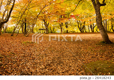 中野もみじ山 中野もみじ山 26418243