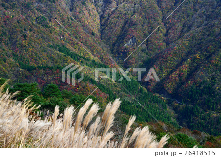 ススキと紅葉 徳島県矢筈山麓 落合峠より の写真素材