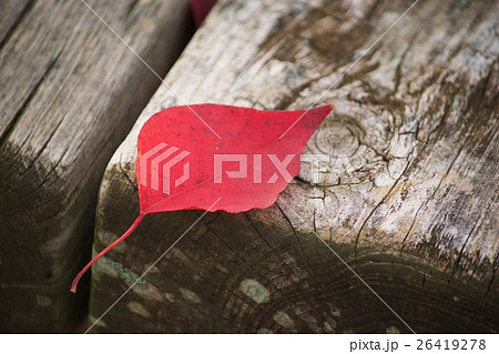 秋の訪れ 26419278