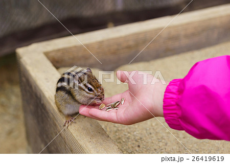 手乗りリス 26419619