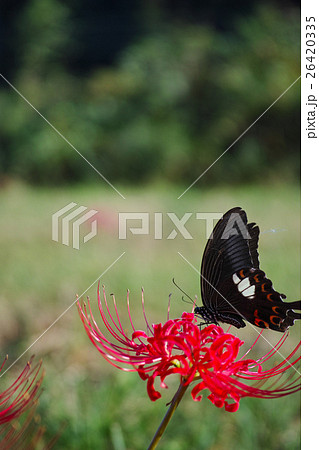 彼岸花とモンキアゲハ 彼岸花とモンキアゲハ 26420335