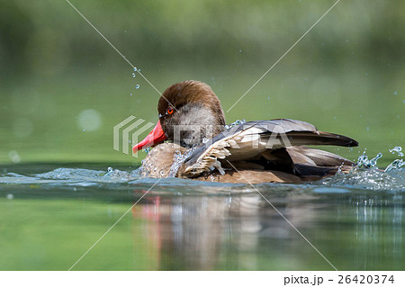 Pochard red crested duck close up portrait 26420374