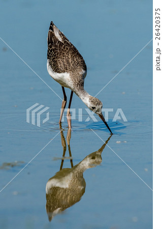 Isolated black-winged stilt looking at you Isolated black-winged stilt looking at you 26420375
