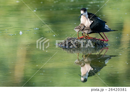 black-winged stilt with newborn baby puppy black-winged stilt with newborn baby puppy 26420381