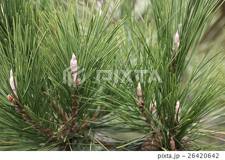 マツホド（茯苓） 26420642