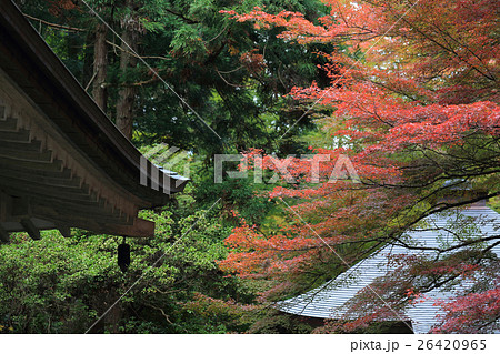 平泉金色堂の楓の紅葉 平泉金色堂の楓の紅葉 26420965