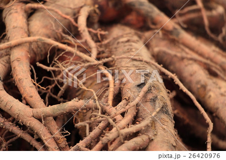 大黄　漢方薬 26420976