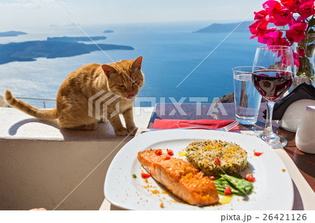 Hungry cat and a plate of fish 26421126