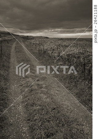 Wild Journey (56) Wild Journey (56) 26421188