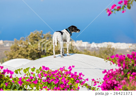 Dog on the roof of Santorini Dog on the roof of Santorini 26421371