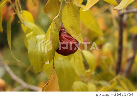 大棗　漢方薬 26421754