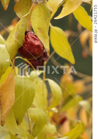 大棗 漢方薬 大棗 漢方薬 26421755