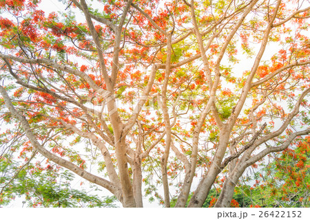 Selective focus of Royal Poinciana tree 26422152