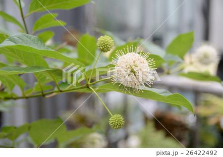 タマガサノキの花 タマガサノキの花 26422492