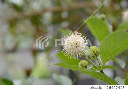 タマガサノキの花 タマガサノキの花 26422493