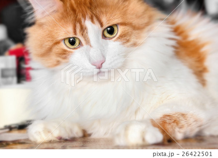 Wondering red cat Wondering red cat 26422501