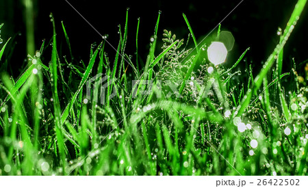 Grass in morning dew 26422502