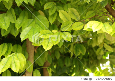 沈香 シナジンコウ 沈香 シナジンコウ 26422605