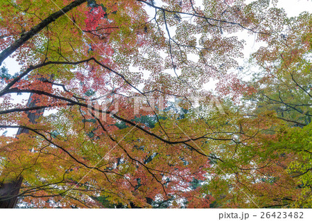 秋の佛通寺（佛通寺は広島県三原市にある紅葉の名所です） 26423482