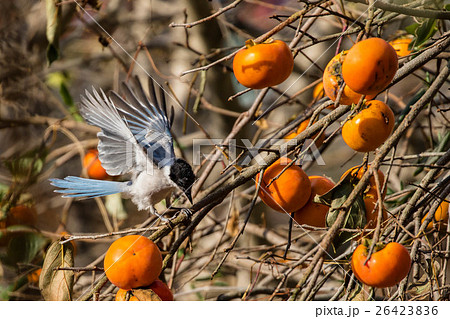 柿とオナガ 26423836