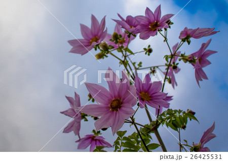 Fully Bloomed Pink Dahlia Imperialis at Garden Fully Bloomed Pink Dahlia Imperialis at Garden 26425531