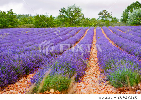 Lavender fields near Valensole in Provence, France 26427320