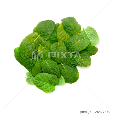 close up on Fresh mint on white background close up on Fresh mint on white background 26427459