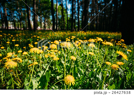 Spring yellow wild flowers dandelions field meadow Spring yellow wild flowers dandelions field meadow 26427638