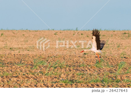 Adult European White Stork Taking Off From Adult European White Stork Taking Off From 26427643