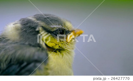 Close up of nice little bird on a gray background. Close up of nice little bird on a gray background. 26427770