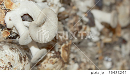 mushroom farm 26428245