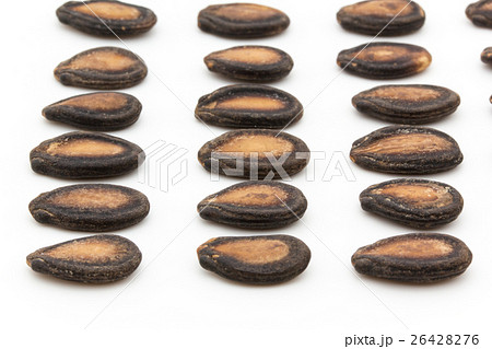 スイカの種: Watermelon seeds 26428276