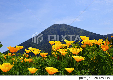 生駒高原のカリフォルニアポピーと夷守岳 (宮崎県小林市) 生駒高原のカリフォルニアポピーと夷守岳 (宮崎県小林市) 26429139