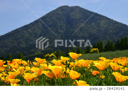 生駒高原のカリフォルニアポピーと夷守岳 （宮崎県小林市） 26429141