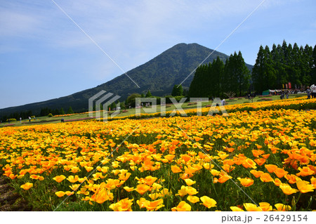 生駒高原のカリフォルニアポピーと夷守岳 （宮崎県小林市） 26429154