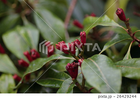 クローブ 26429244